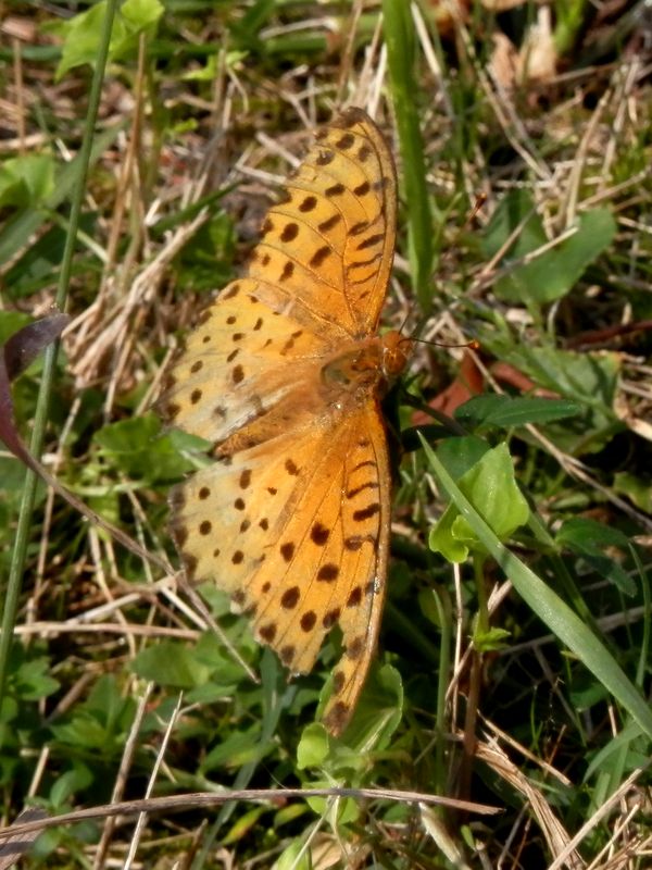 翅はすでにボロになったツマグロヒョウモン（♂）