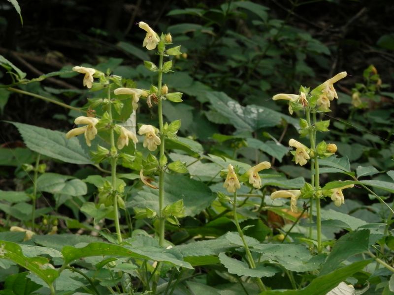 キバナアキギリ