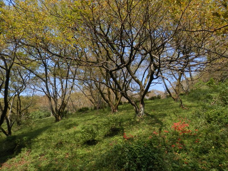 最明寺史跡公園