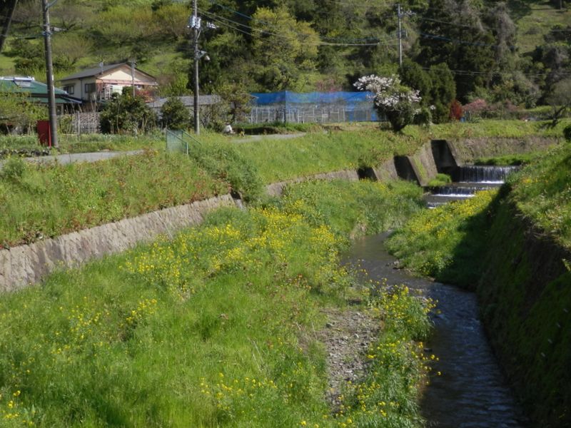 菜の花の咲く尺里川
