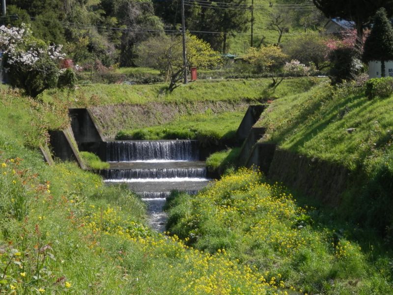 のどかな川沿いに、菜の花と遅咲きの桜が見られた