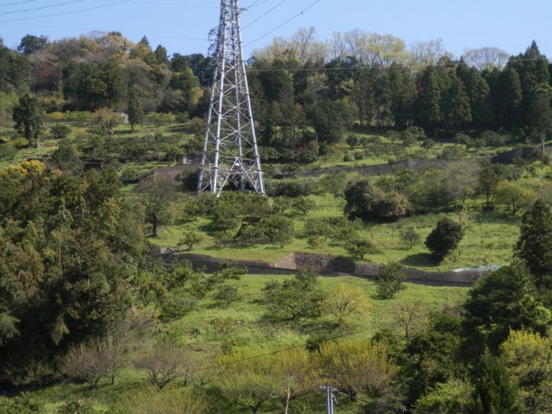 明るい斜面には初々しい緑