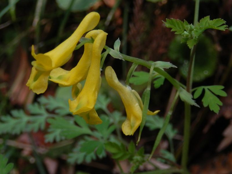 ミヤマキケマン