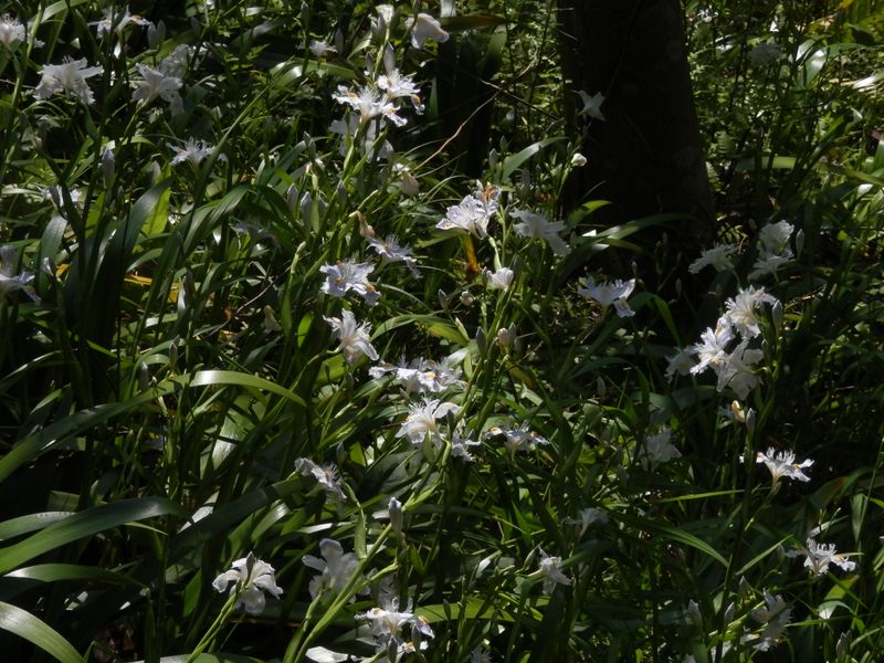 シャガの小群落