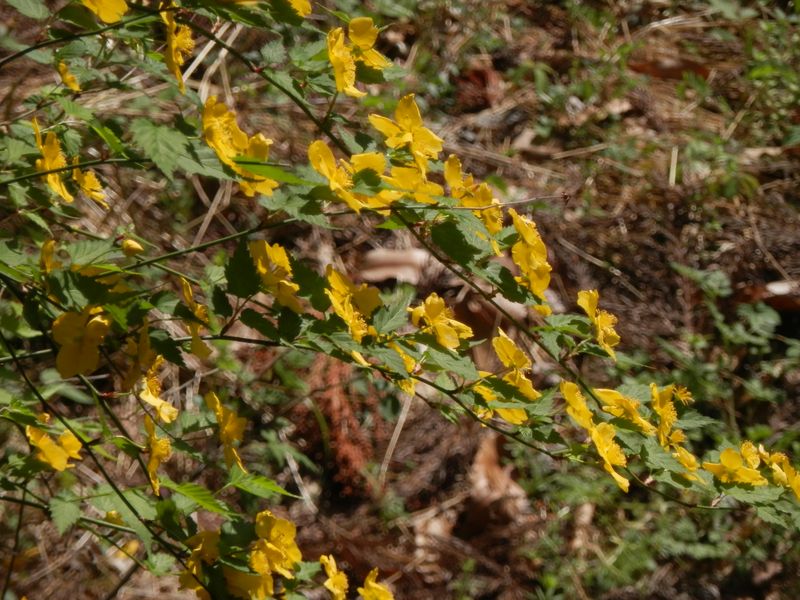 ヤマブキは、至るところに咲いていた
