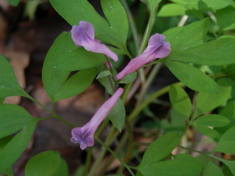 ジロボウエンゴサク