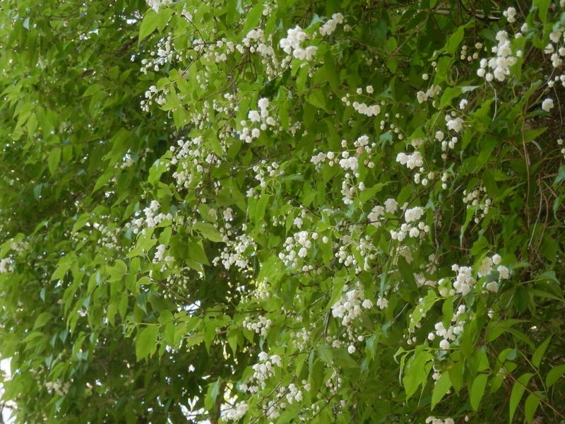 ウツギの咲き始め