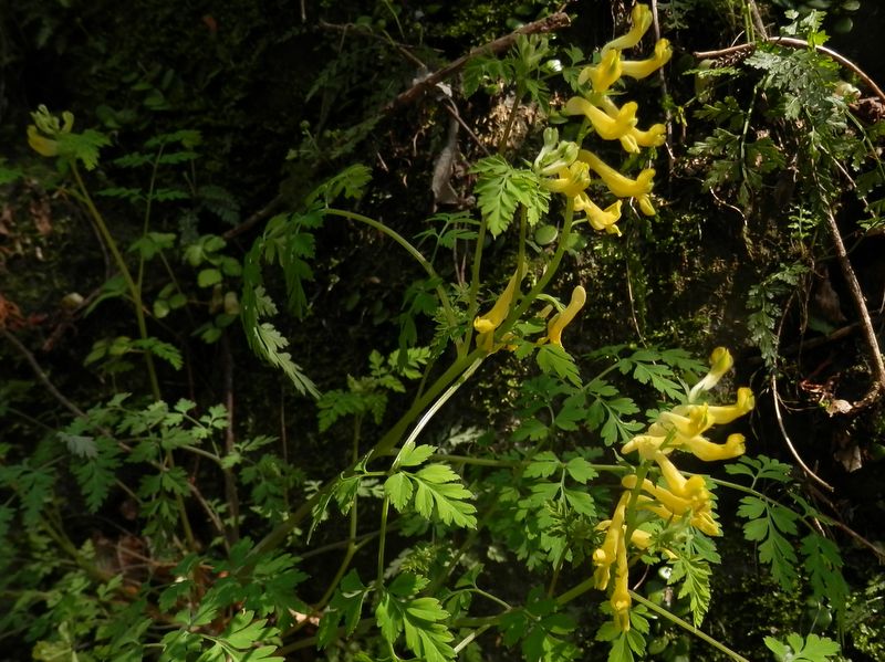 もう一度、ミヤマキケマン