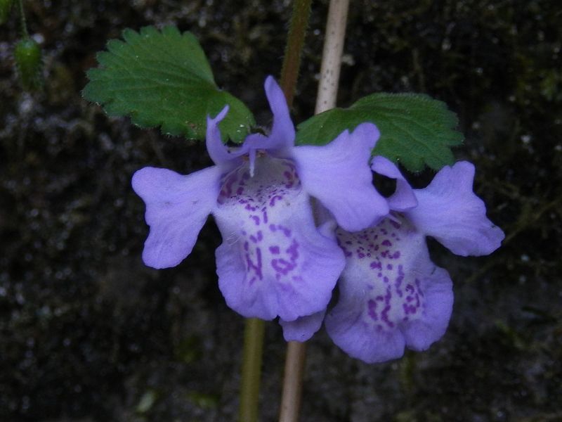 カキドオシの花って、魔法使いみたい