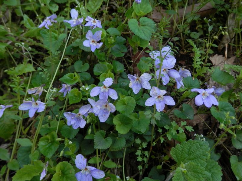 タチツボスミレ