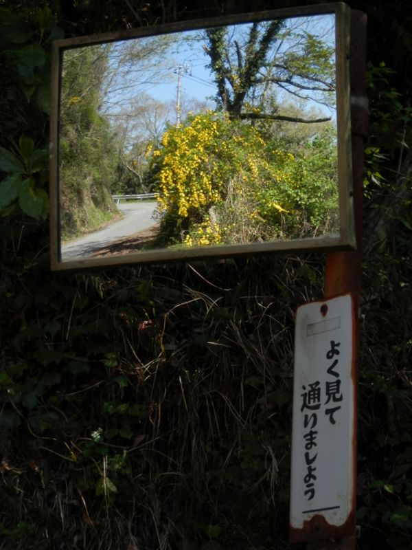 ヤマブキがきれいに咲いています