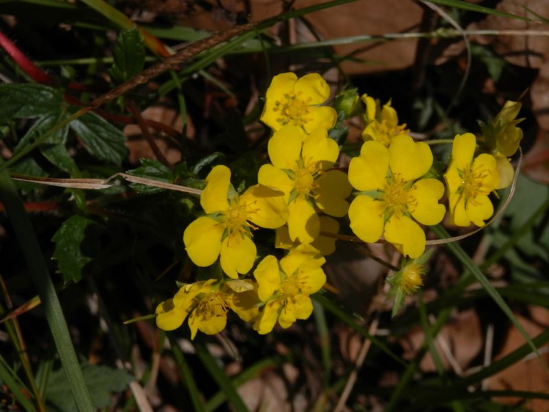 ミツバツチグリだったかな