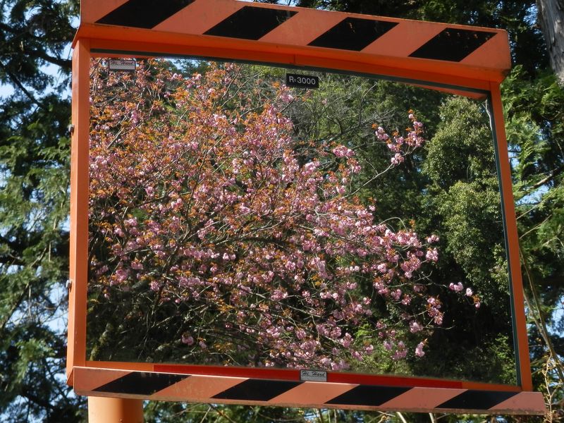 桜に目を奪われないで！