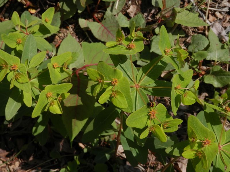 ナツトウダイは未来の覇者か？