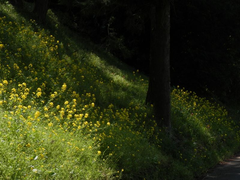菜の花とスギの木