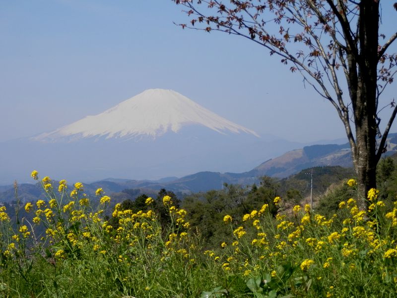 桜の花は散ってしまったけど