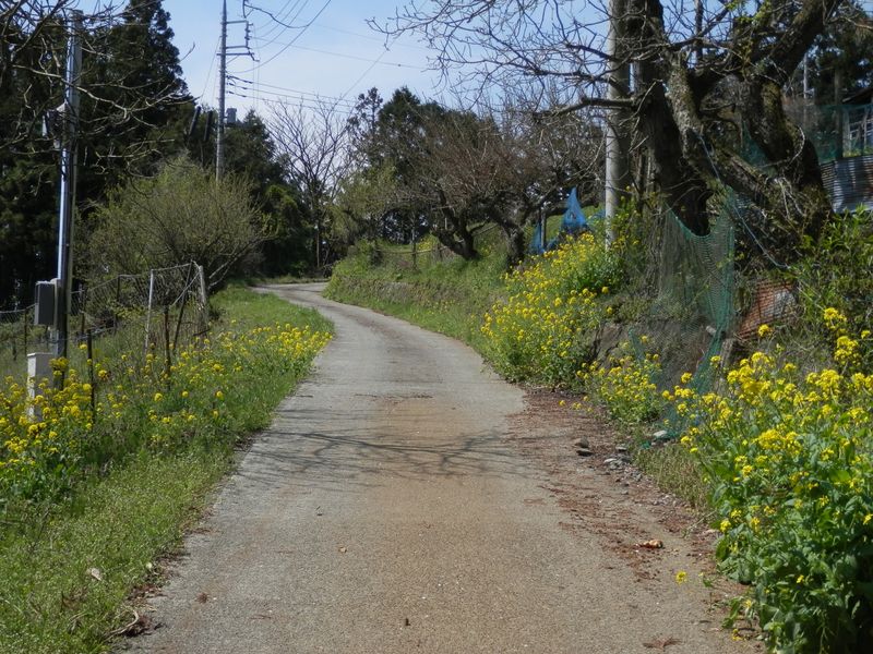 まだ道端に菜の花が続いている