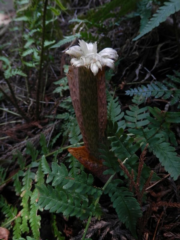 はて、何だろう？