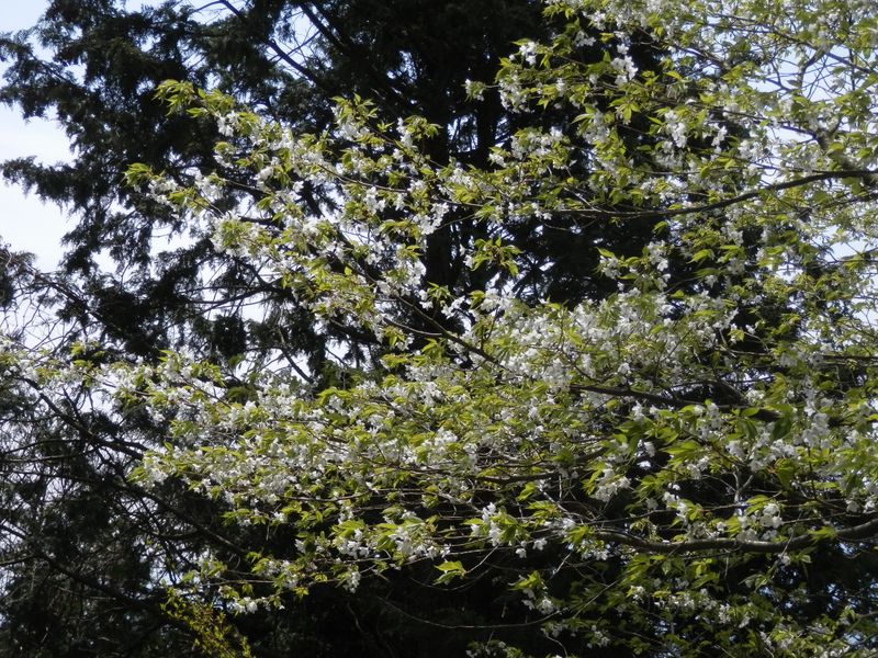 惜しみなく咲ききった花