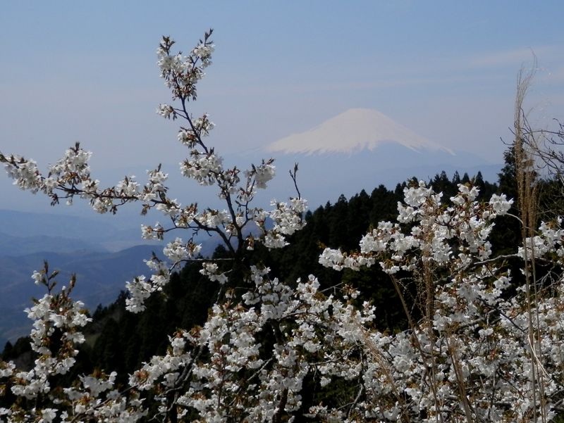 高松山頂上のヤマザクラ
