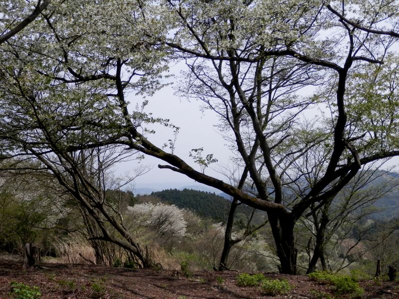 真弓ヶ丘のオオシマザクラ