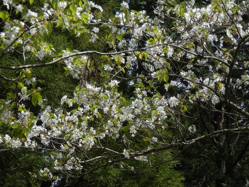 さわやかエレガントなオオシマザクラ