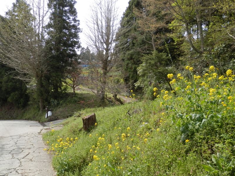 高松山への近道の分岐に戻って来た