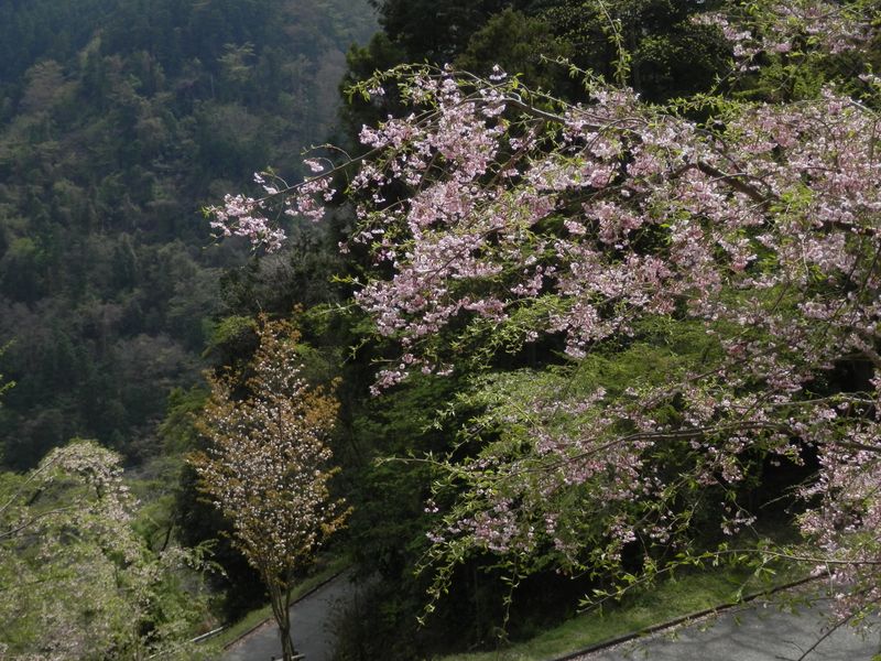 いろは坂のような長い坂も