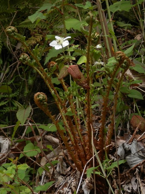 ゼンマイもぐんぐん伸びたのだろう