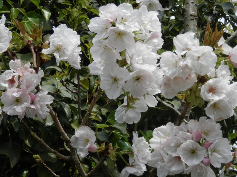 園芸品種は華麗