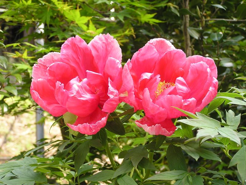 高水三山 -- 季節の花　シャクヤク