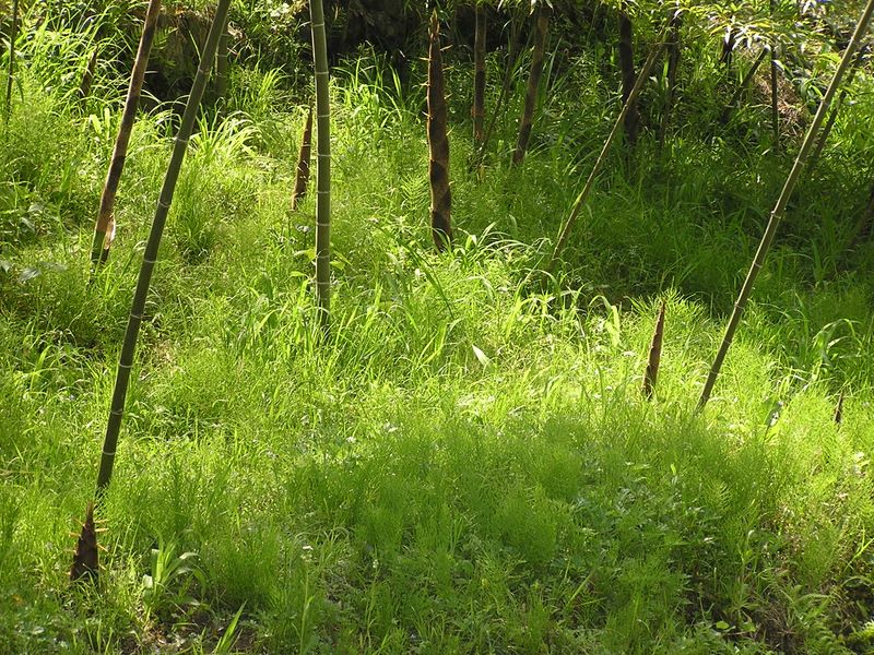高水三山 -- 季節の味　タケノコ