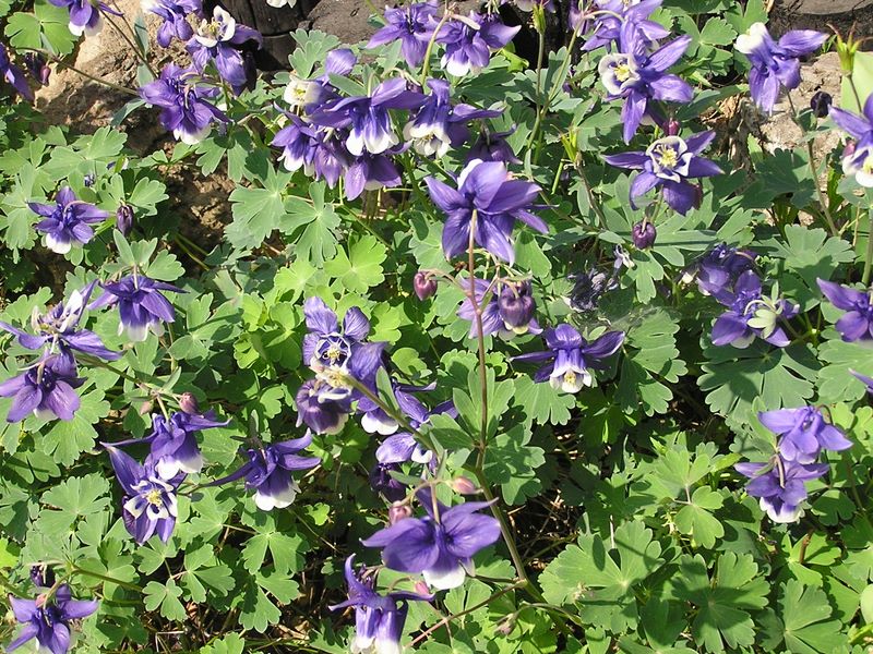 高水三山 -- 季節の花　オダマキ