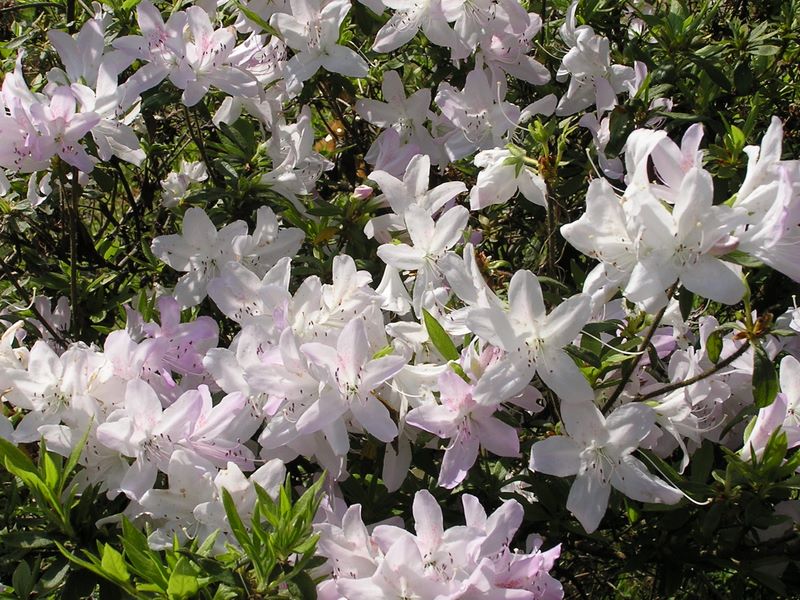 高水三山 -- 季節の花　ツツジ