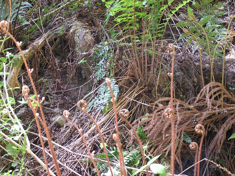 高水三山 -- 季節のゼンマイ