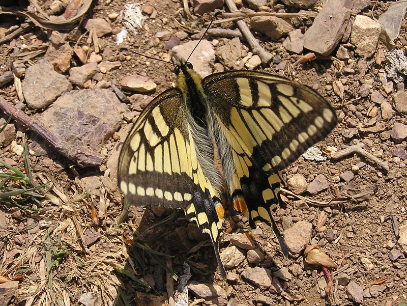 高水三山 -- キアゲハが山頂に
