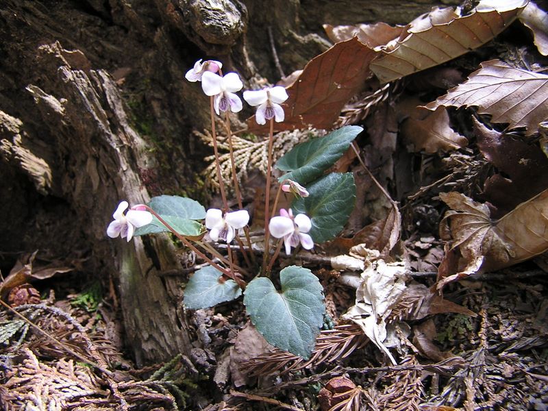 高水三山 -- 何スミレ？