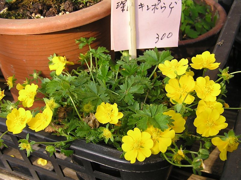 高水三山 -- 風呂から上がると、ミヤマキンポウゲが