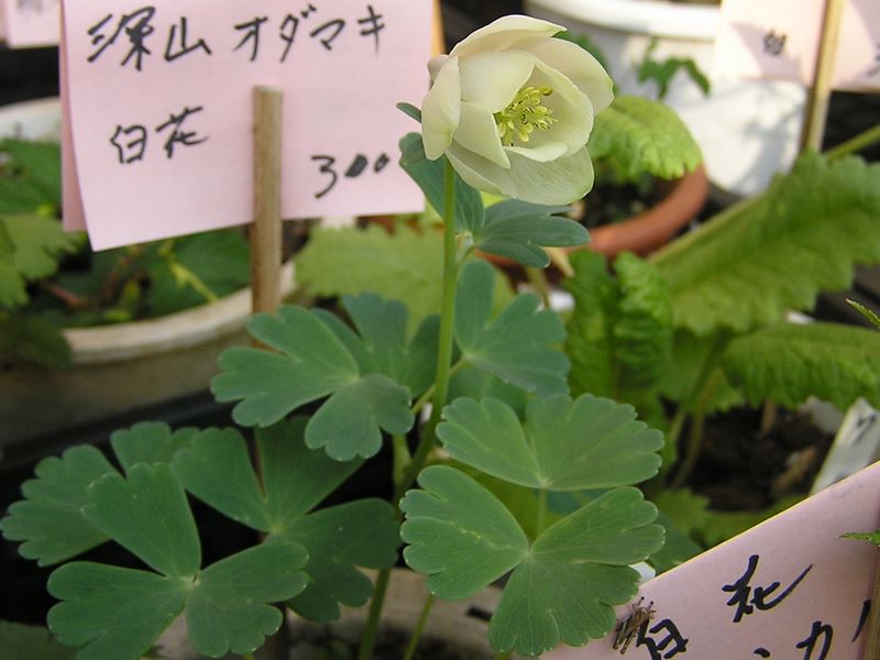 高水三山 -- ミヤマオダマキも売られていた