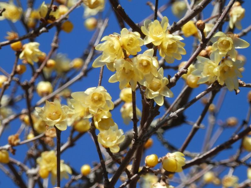 平溝のソシンロウバイ