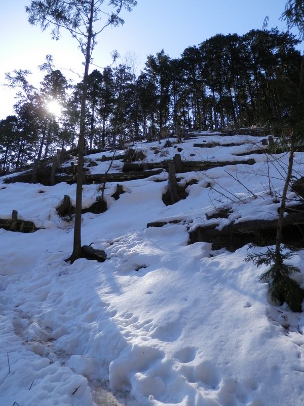 トレースは凍結していた