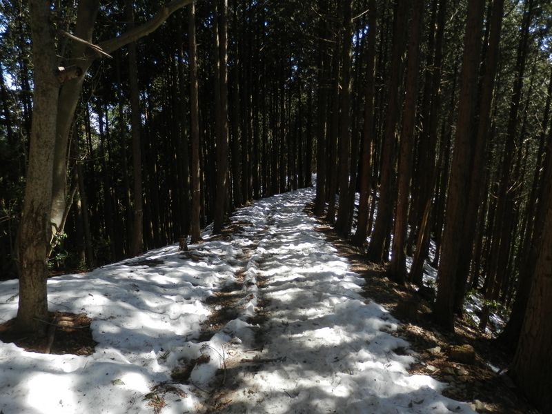惣岳山南面の傾斜のゆるやかな部分