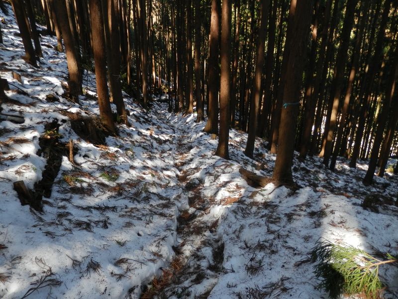 杉や檜の落葉にも、滑り止め効果がある