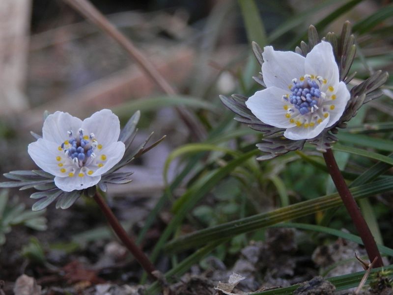 天沢院に立ち寄ったのは、セツブンソウを見るため