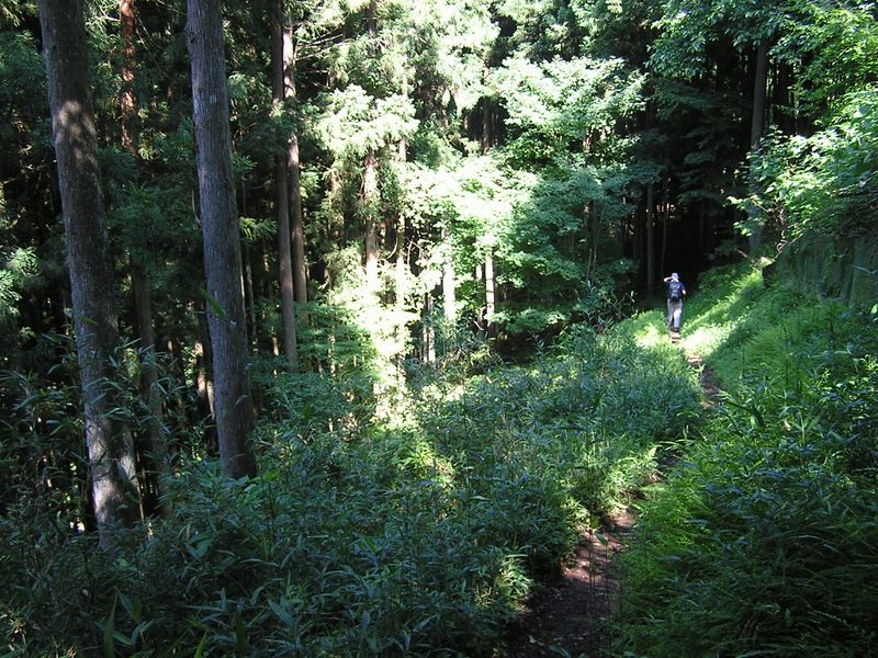 鷹ノ巣山 -- 日原川に下りて行く道