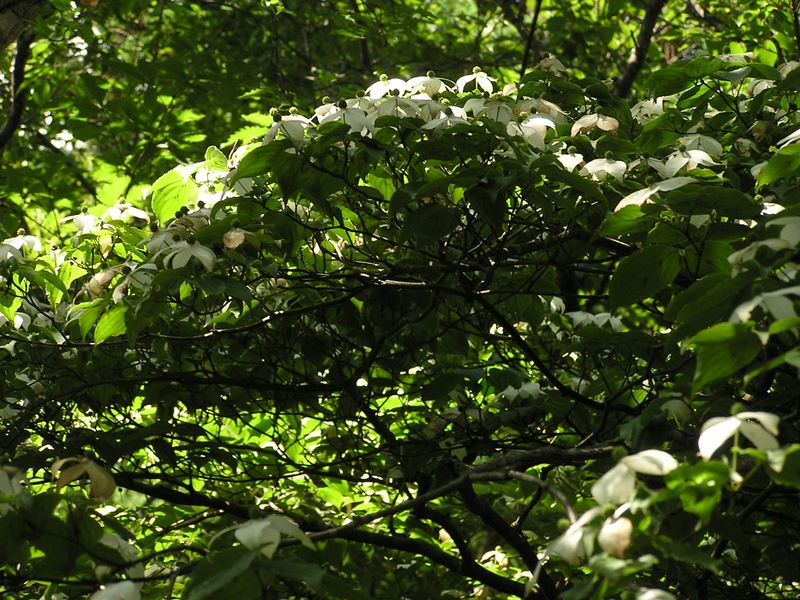 鷹ノ巣山 -- 稲村岩のヤマボウシ