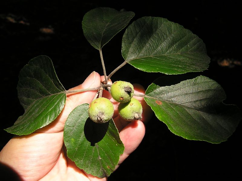 鷹ノ巣山 -- キウイに似た葉だが…