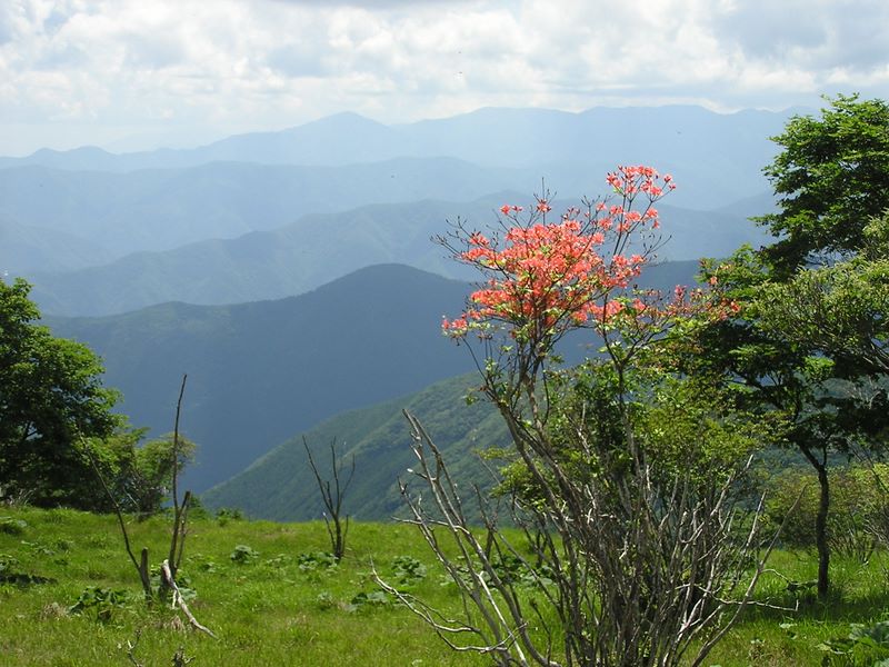 鷹ノ巣山 -- 石尾根縦走路に咲き残ったヤマツツジ