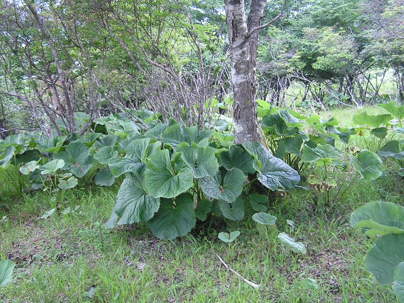 鷹ノ巣山 -- 青々としたフキが多い