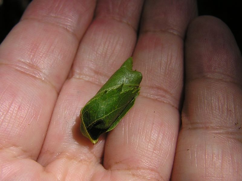 鷹ノ巣山 -- オトシブミ